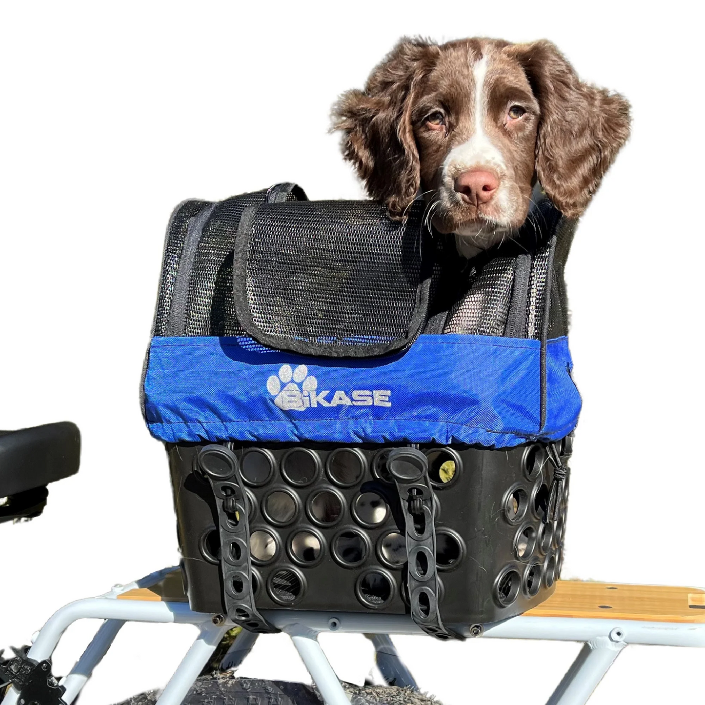 A brown and white dog sits comfortably in a Bikease Pet Cover for DairyMan Basket, a blue and black bike carrier with a mesh cover, attached to the back of a bicycle.
