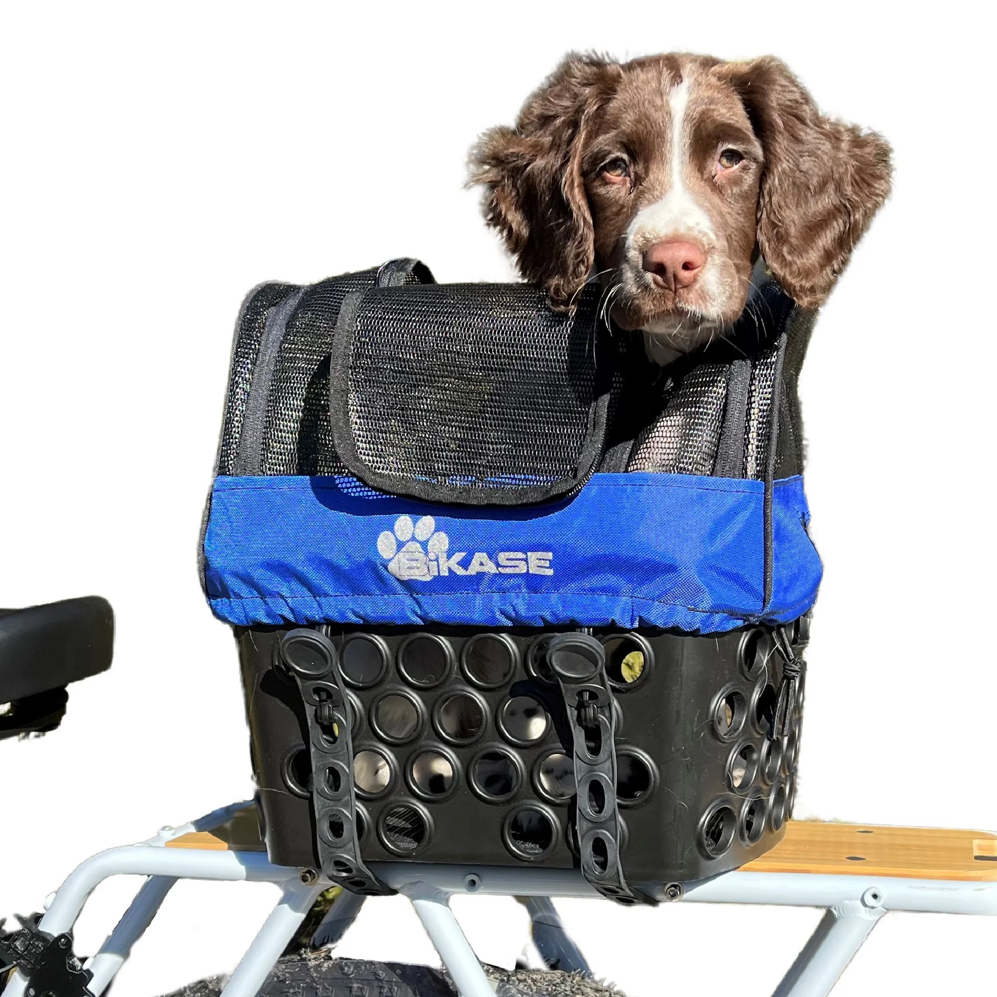 A brown and white puppy is sitting in a blue and black Basket Cover for Pets by Bikase, attached to a DairyMan Rear Basket.